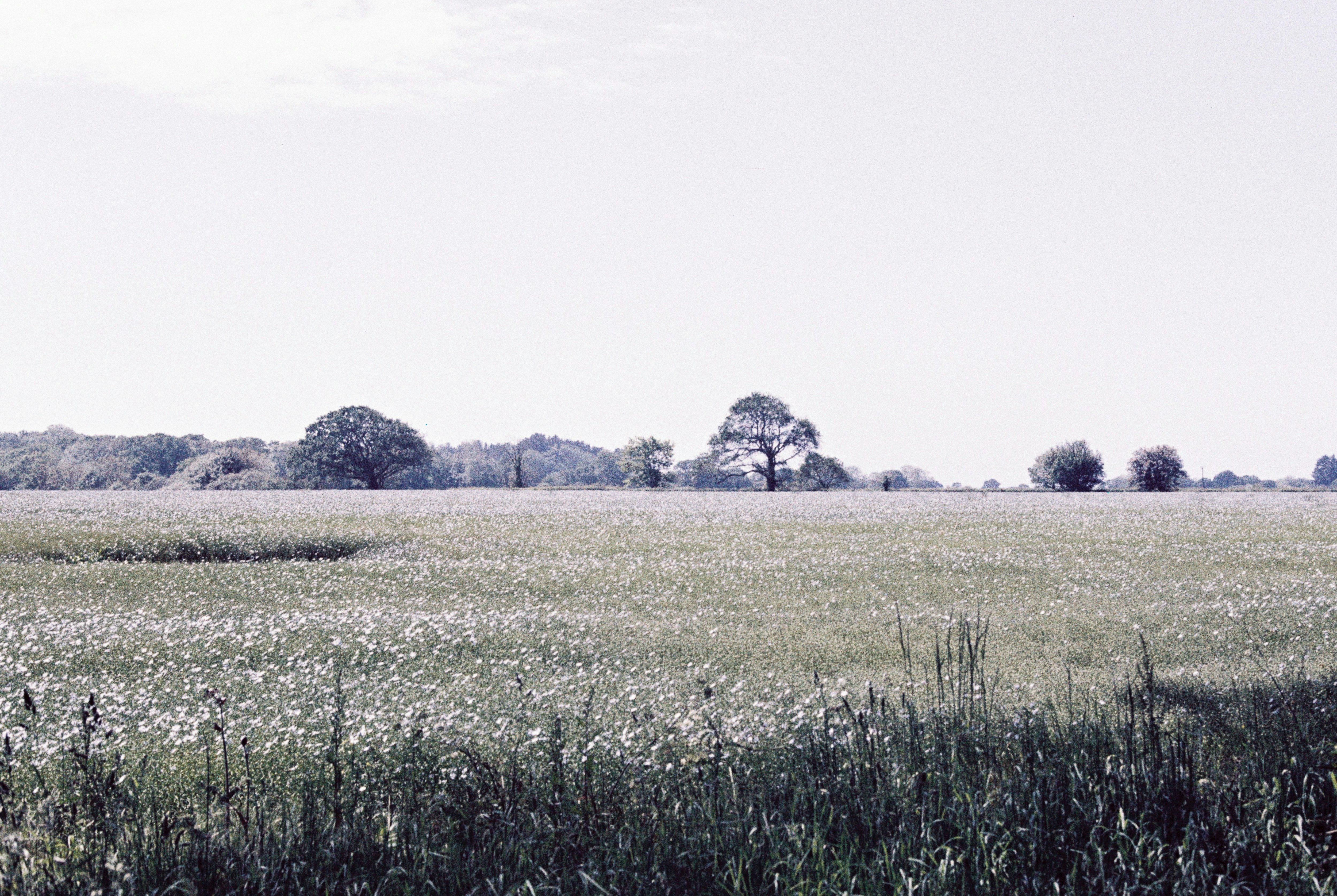 green grass field during daytime